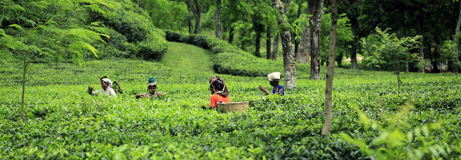 Tea Garden